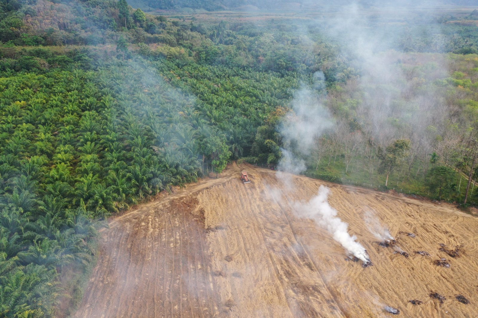 Deforestation and fire as rainforest burned to make way for oil palm plantation