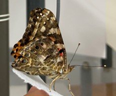 Smoke increases fatigue in flying butterflies
