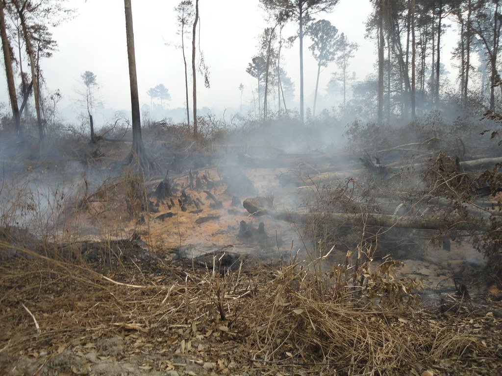 The role of peat fires in shaping future atmospheric composition, the carbon cycle and climate