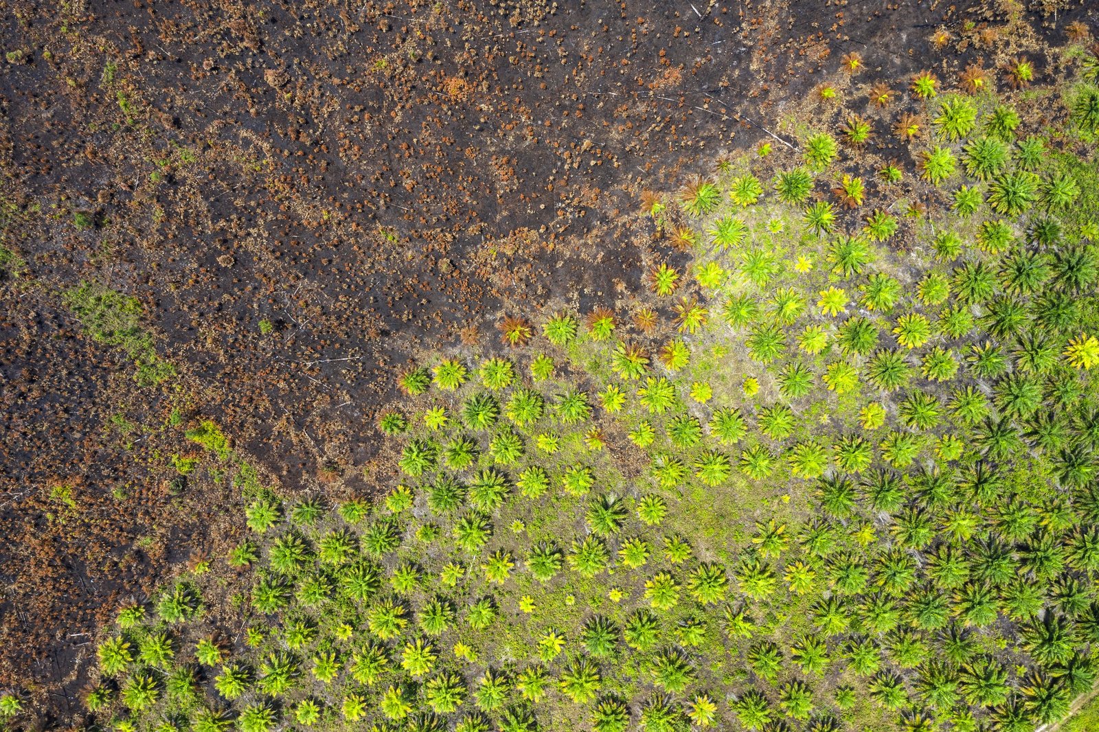 Corporate and financial actors’ impacts on deforestation and forest fires in the tropics