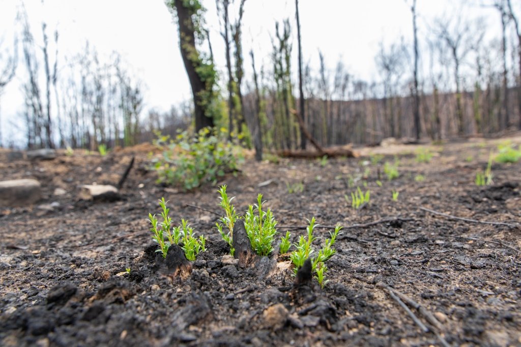 Developing an ecosystem-centred fire framework: causes and consequences