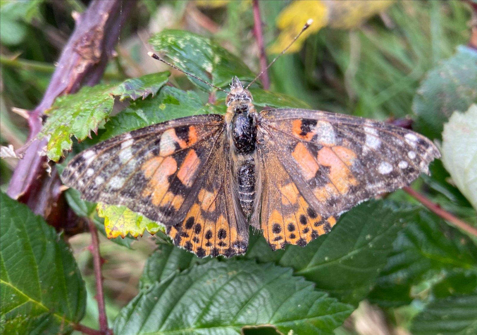The impact of landscape fire smoke on insects