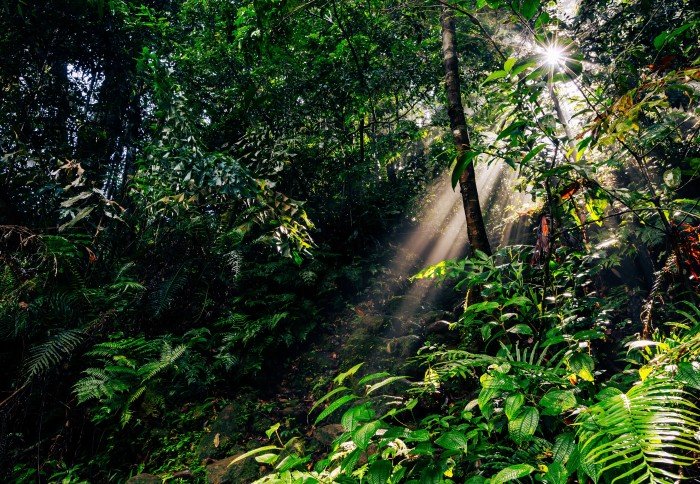 Forest carbon credits: report shows new ways to manage risks and returns