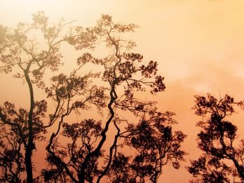 Mini-symposium ecological and human dimensions of wildfires (10 July 2023)