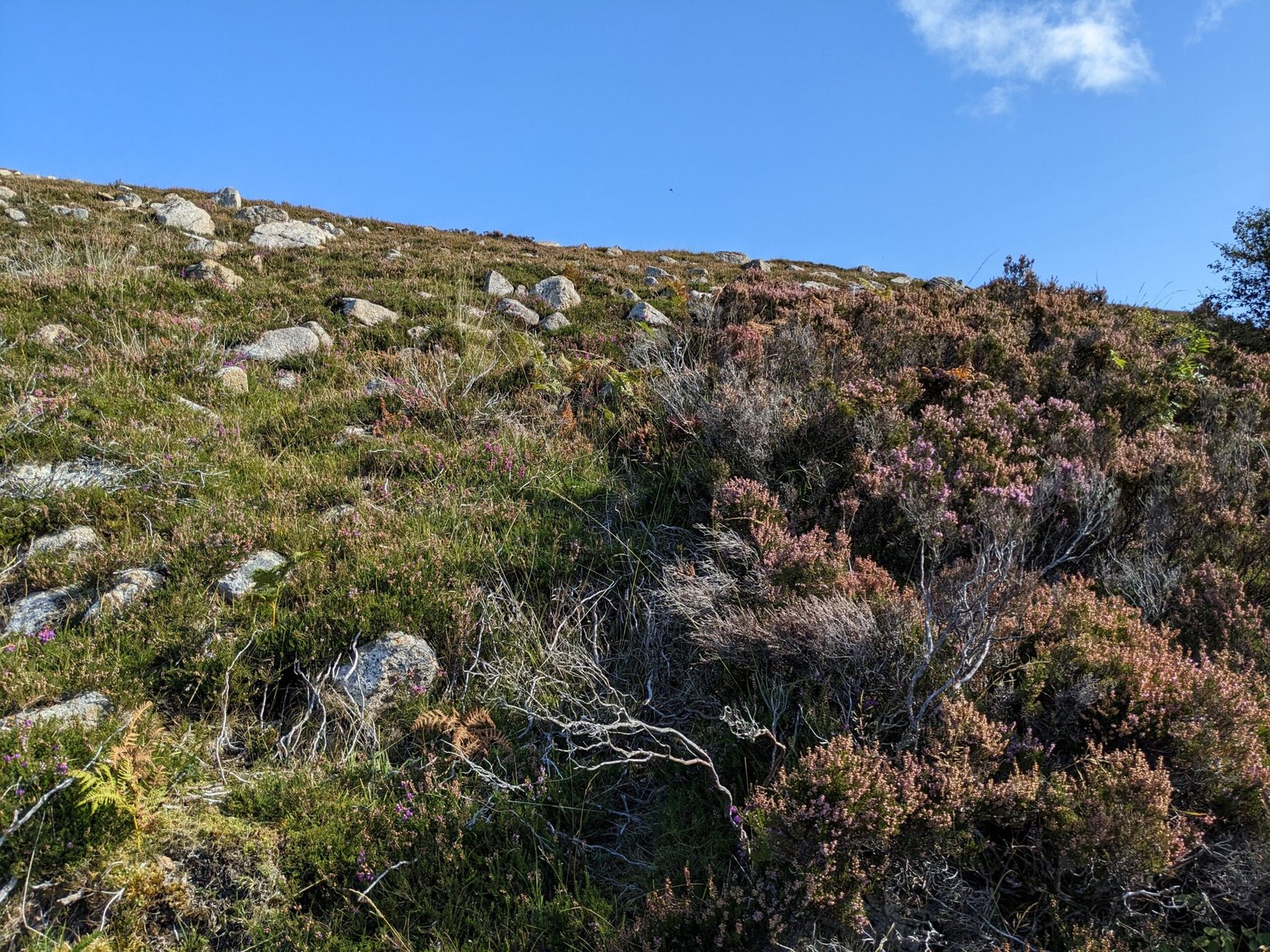 Crofting fire use in Scotland