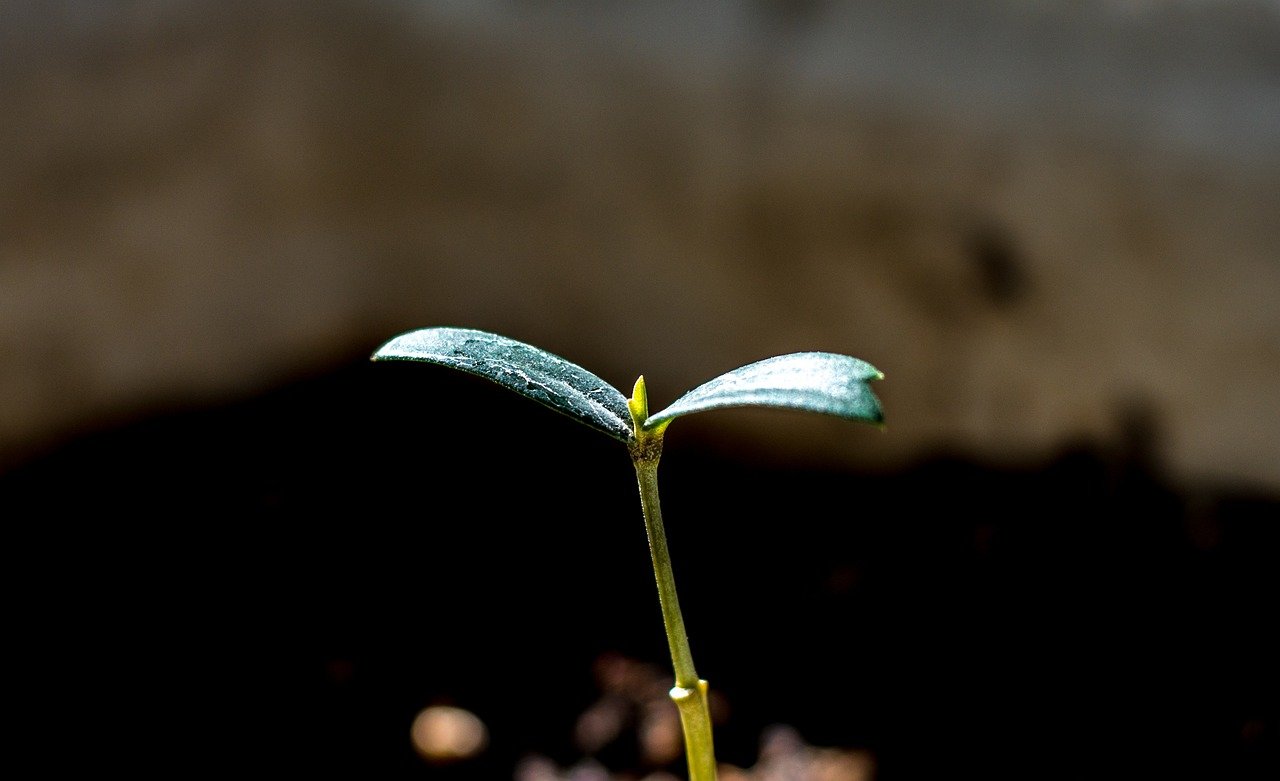 Optimality approaches linking fire-related plant traits and ecosystem responses to climate change