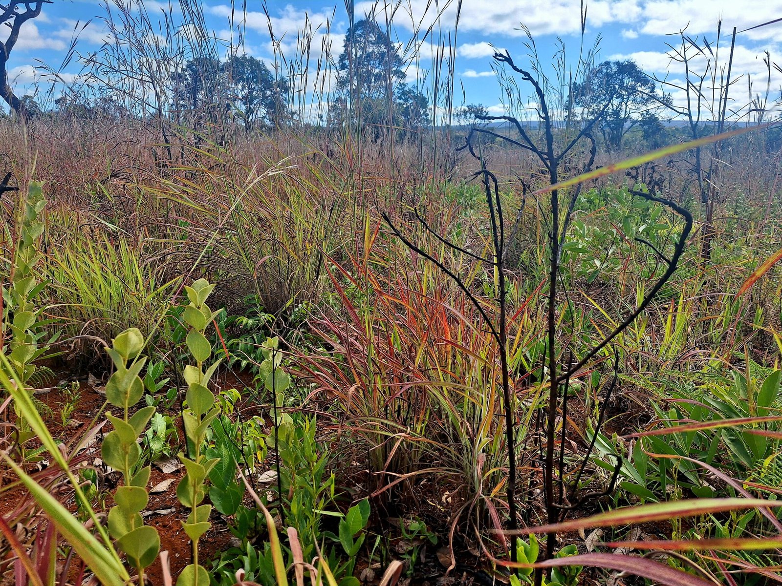 Fire, biodiversity and governance