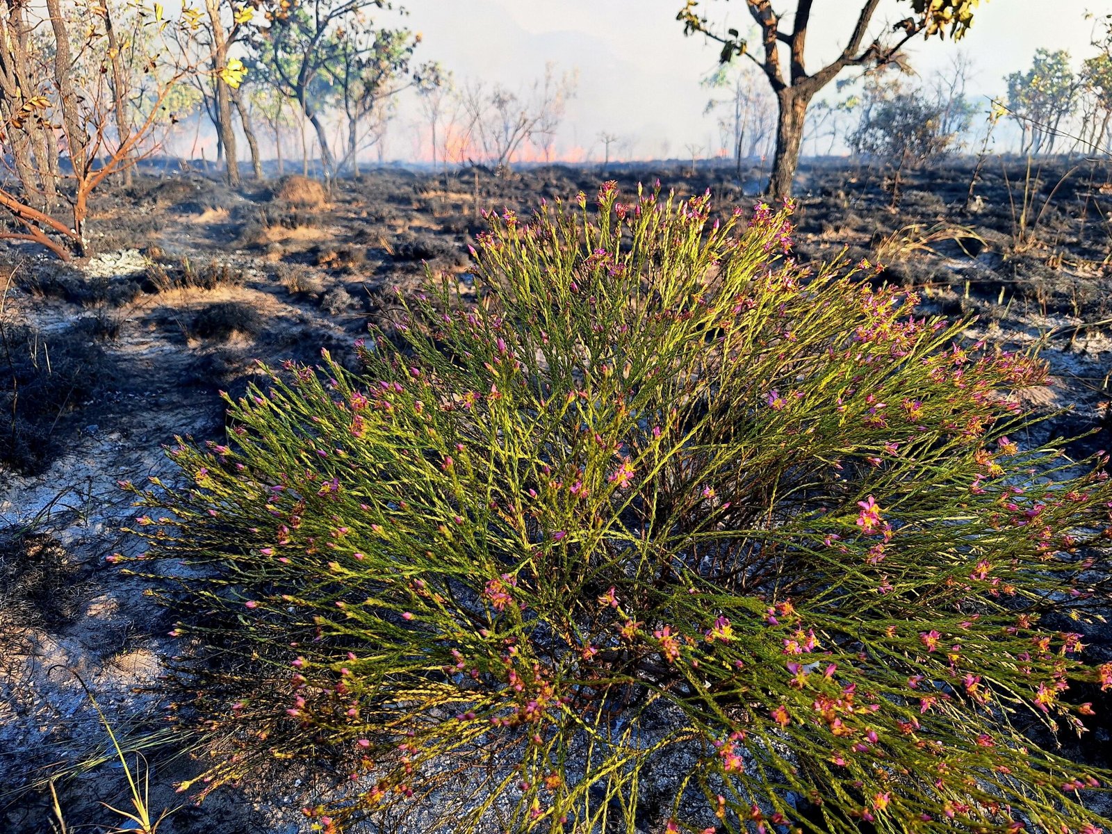 Interactions between vegetation and wildfires