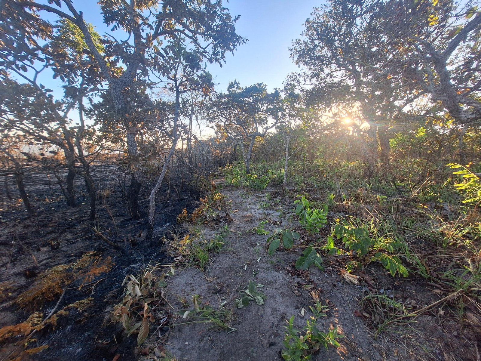 Optimality-based Wildfire Modelling